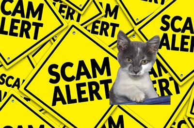 St. Johnsbury Police Investigate Craigslist Kitten Scam