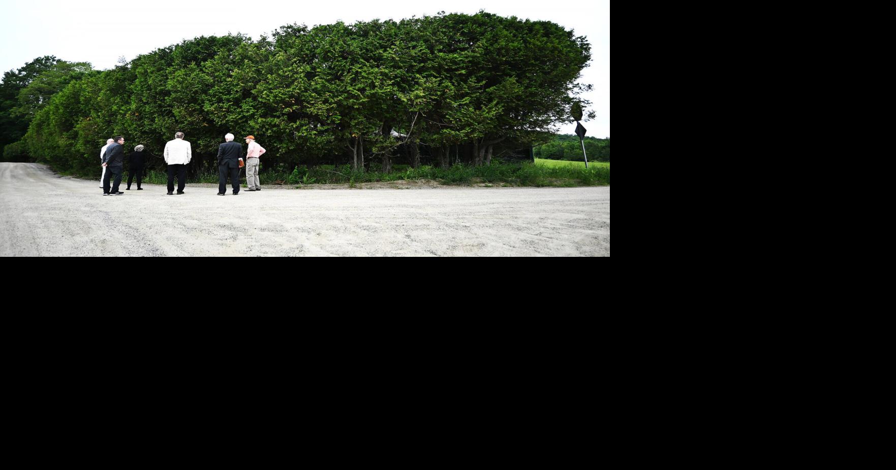 Judge Denies Petition Over Lancaster Hedge, Says Town Has Discretion Over Tree Work