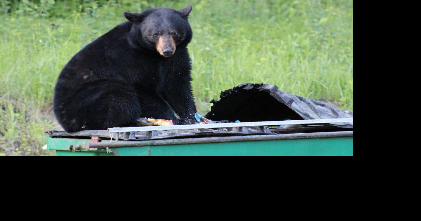 Wildlife Officials Urge Steps To Avoid Human-Bear Conflicts, Consider Hunting Changes To Better Control Population