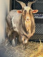 Mountain goat stuck under Kansas City bridge survives rocky rescue
