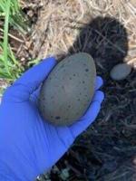 The more researchers look, the more contaminants they find in New Hampshire’s loons
