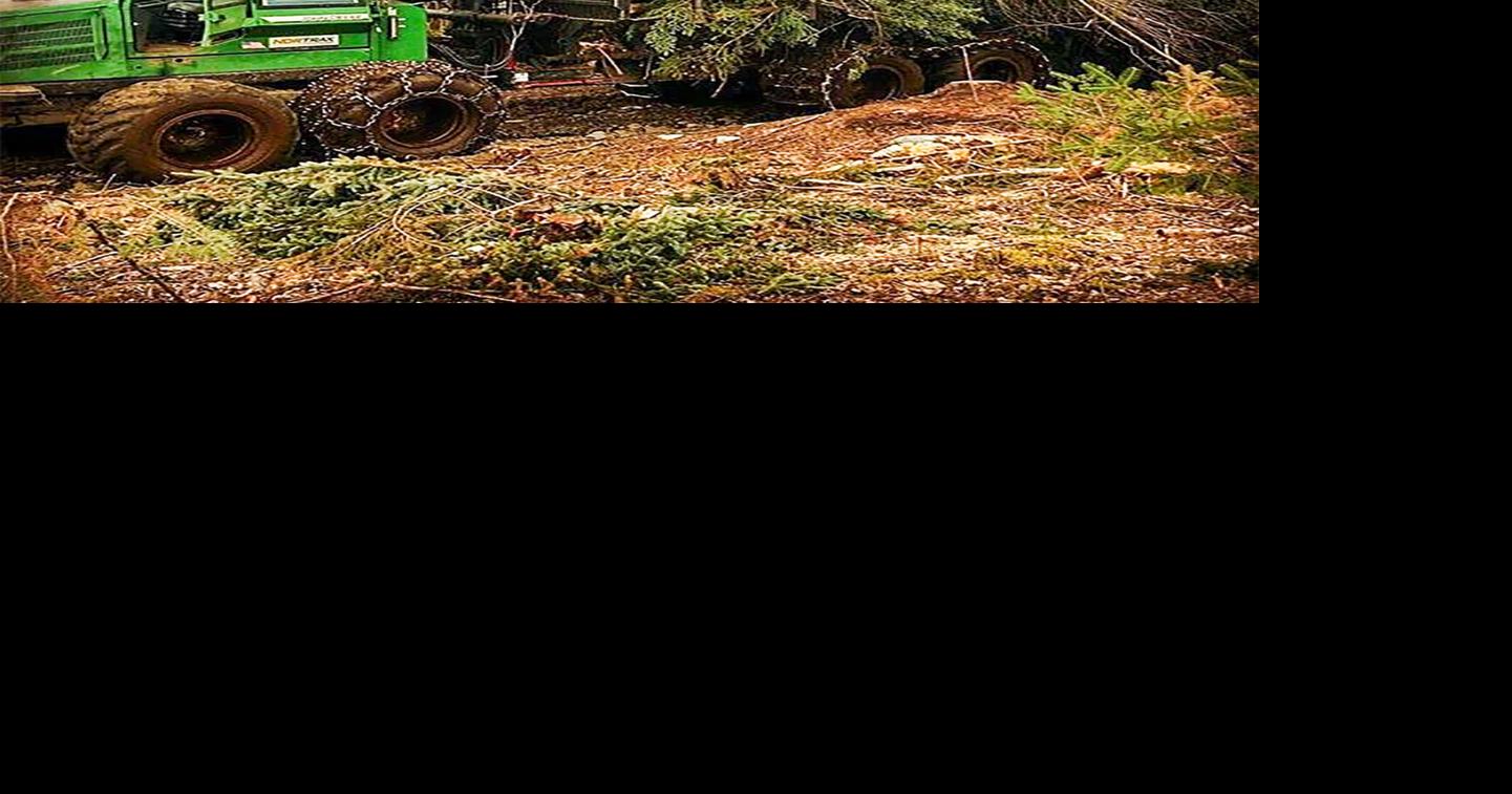 NH Logging Company Fined For Violating Vermont Law At Concord Site | Business