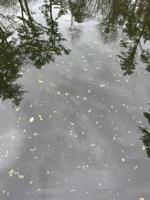 NHDES Issues Cyanobacteria Alert For Partridge Lake