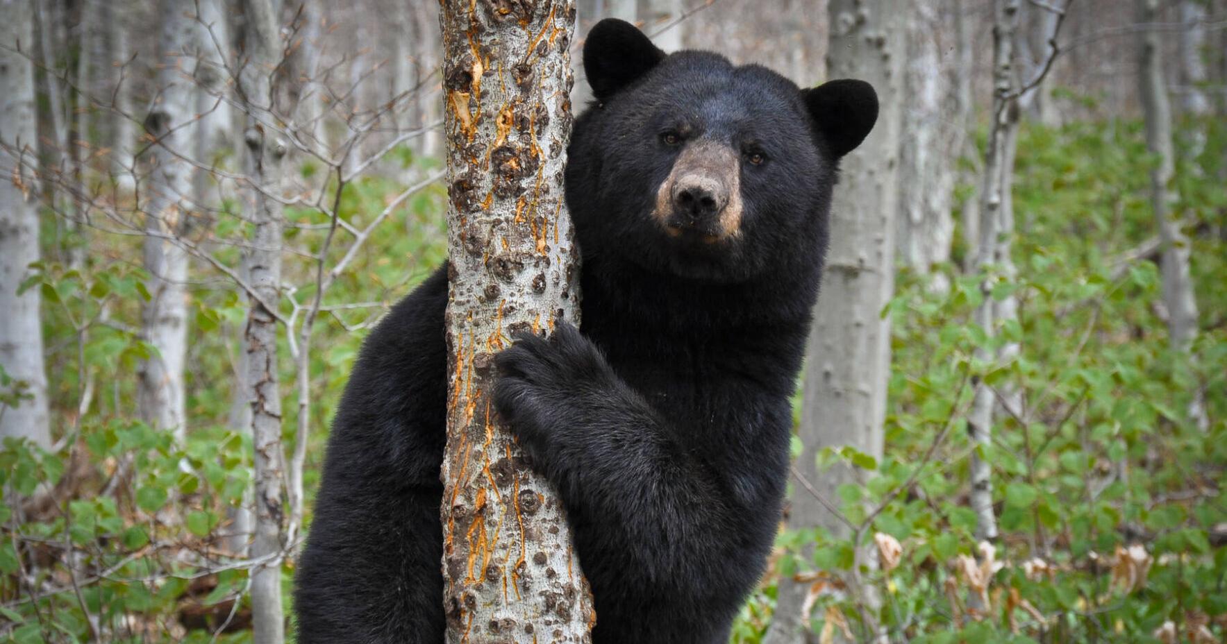 North Country Bear Activity Lower Than Normal - Vimarsana News
