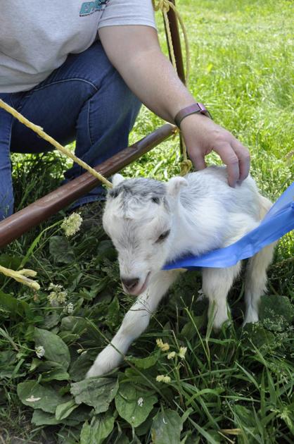 Abandoned Baby Goat Taking Baby Steps But Still Can T Stand Local News Caledonianrecord Com