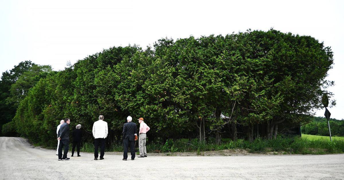 Judge To Decide Fate Of Davidge Hedge