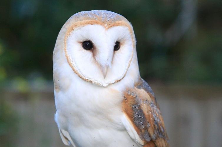 Hootโs counting? Scientists using AI to identify baby owls | National ...