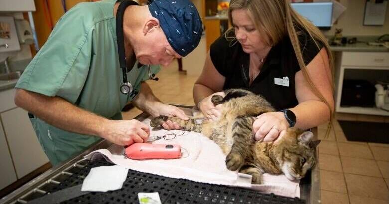 Rising vet costs leave Upper Valley pet owners and clinics struggling