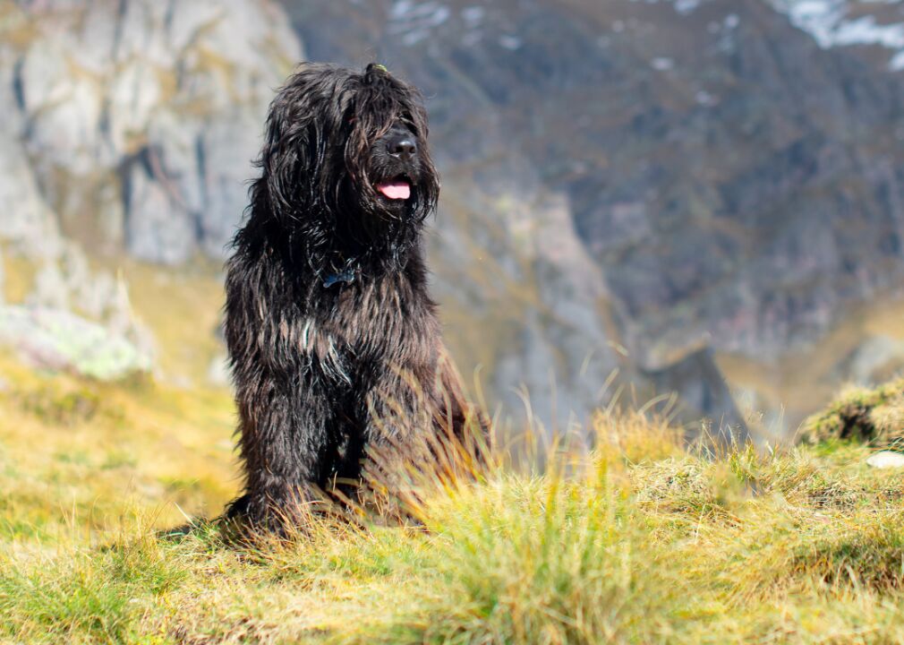 can a black russian terrier live in burkina faso