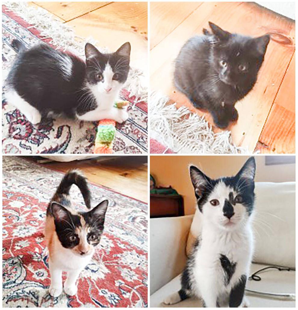 Kittens Ready To Adopt At Kingdom Animal Shelter Local News