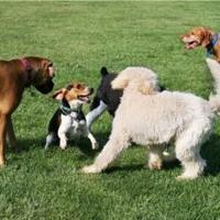 How pet insurance costs vary for 20 different dog breeds