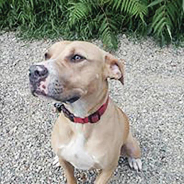 Adopt Dogs From Riverside Rescue In Lunenburg Pets