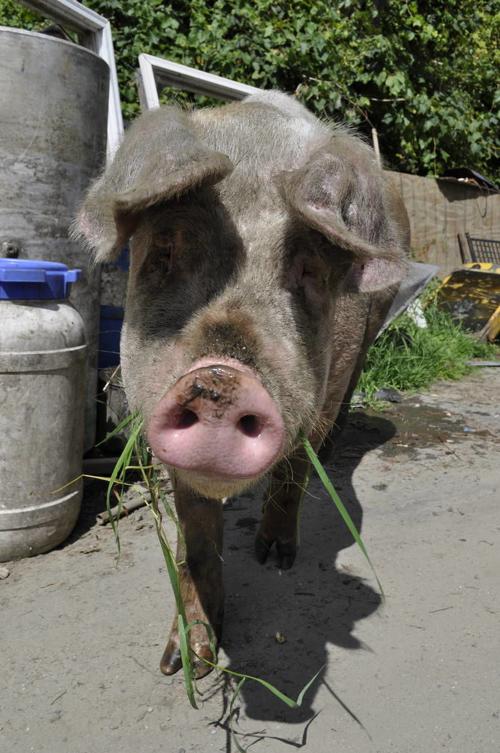 East Barnet ‘Free Range’ Pig Racks Up $933.98 In Damages