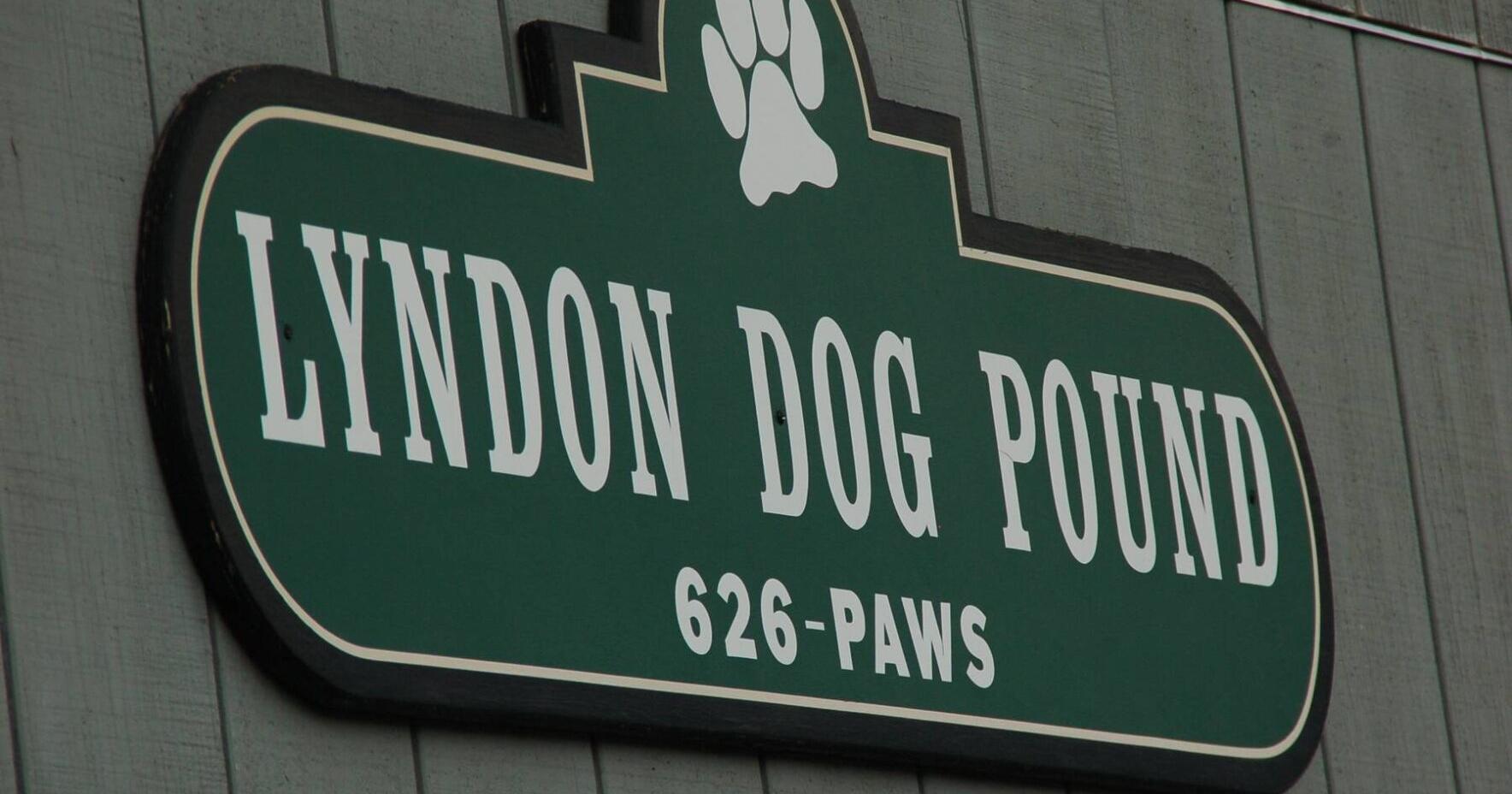 Lyndon Looks For Someone To Do Dog Census - Vimarsana News