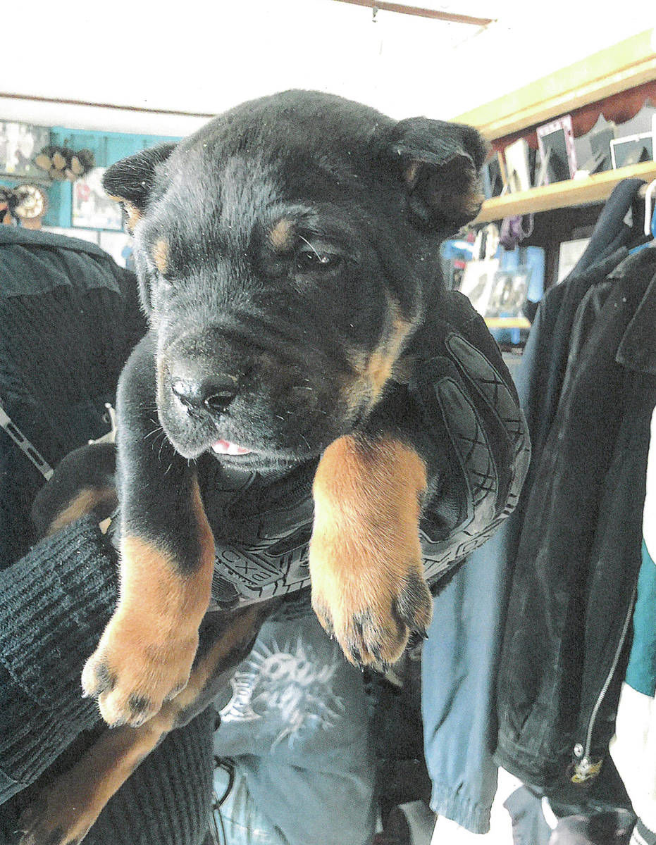 rottweiler cropped ears