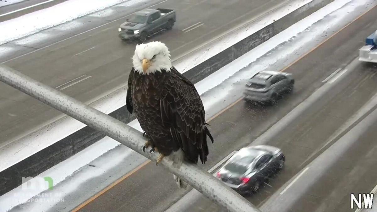 Traffic camera captures eagle eagerly watching passing cars | National |  caledonianrecord.com