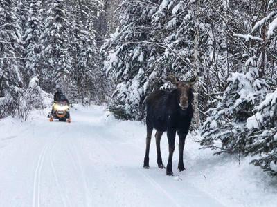 Sno-moose-chine