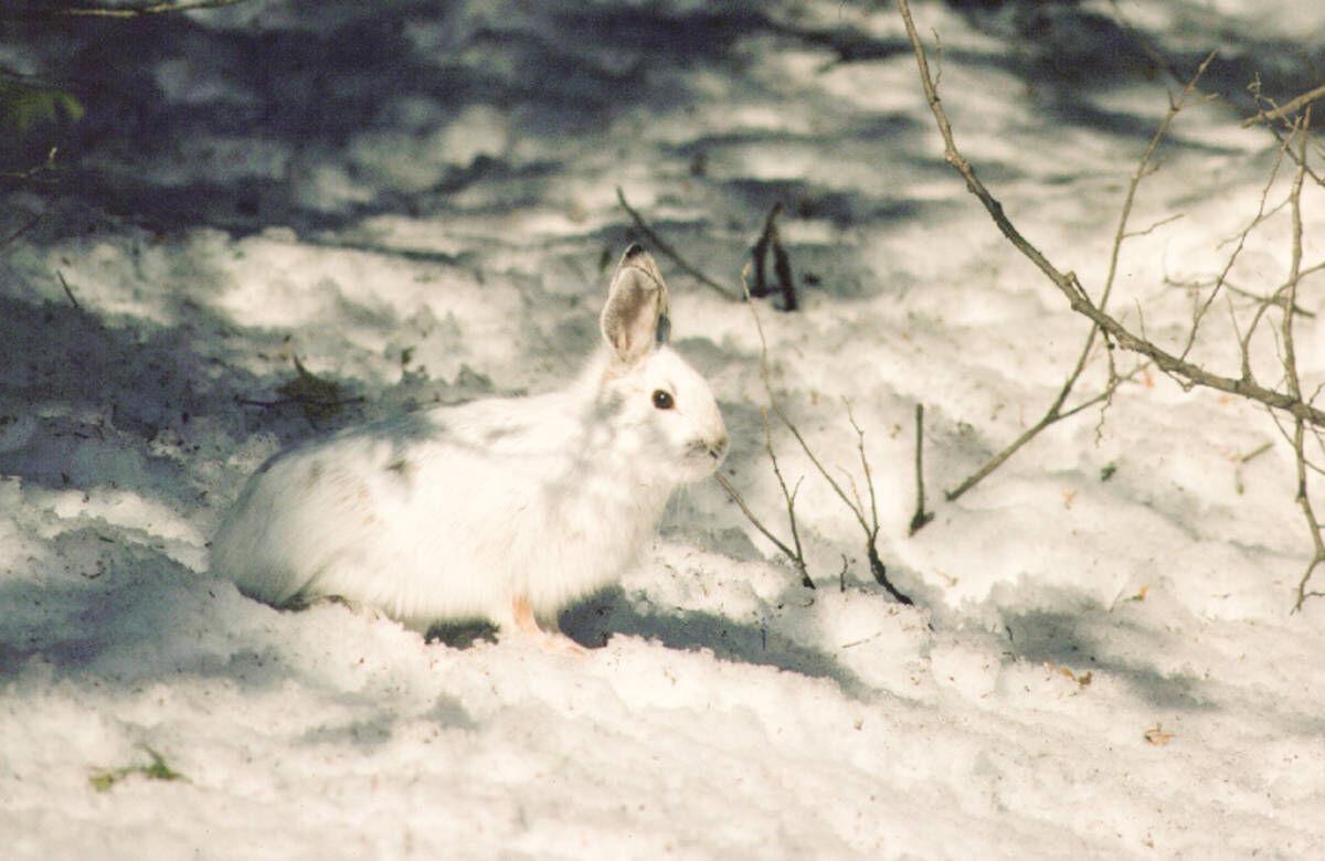 vt fish wildlife reports possibility