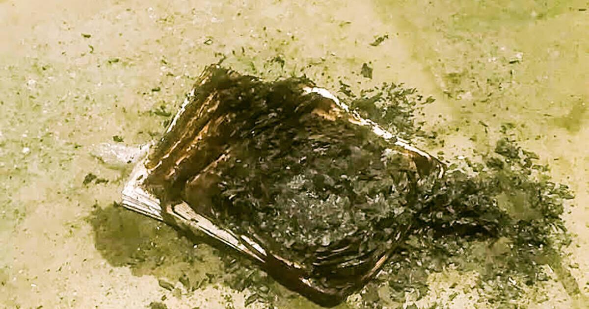 St. J Police Seeking Person Who Torched Newspapers Outside Jiffy Mart