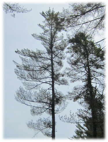 North Country-Northeast Kingdom:White Pine Needle Damage Could Change Face Of Forests