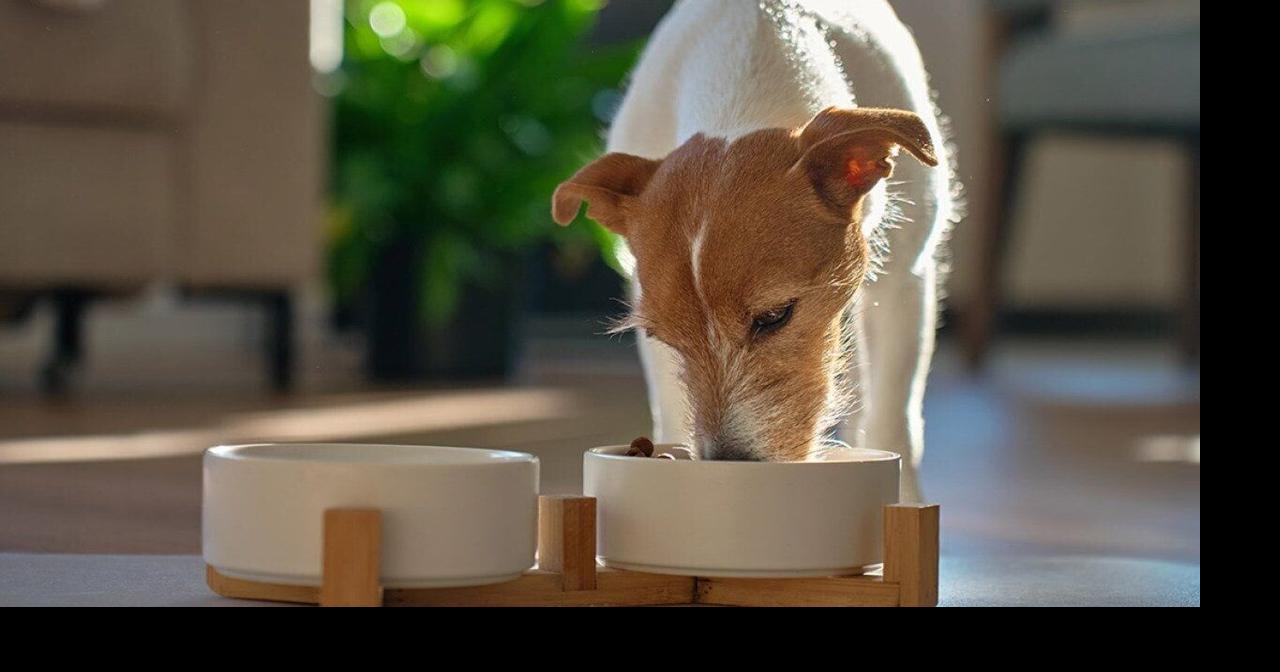 Gallery Detail: The Ultimate Guide To Pet Food Safety