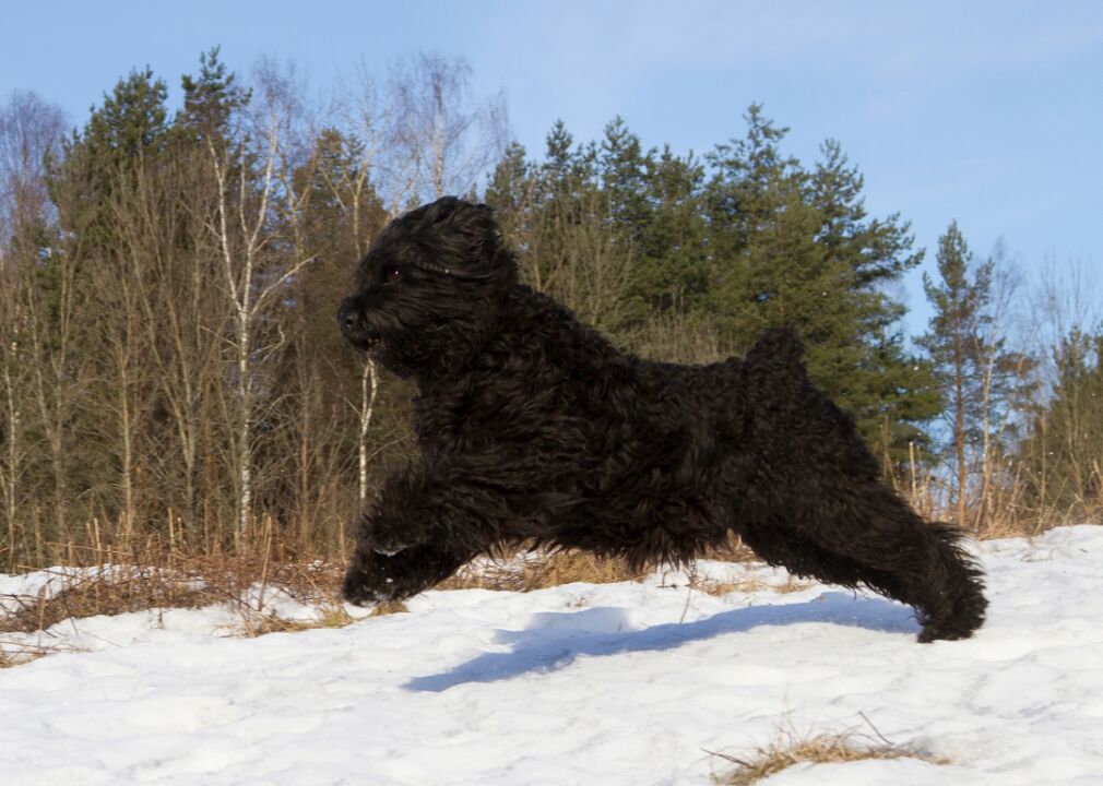 can a black russian terrier live in burkina faso