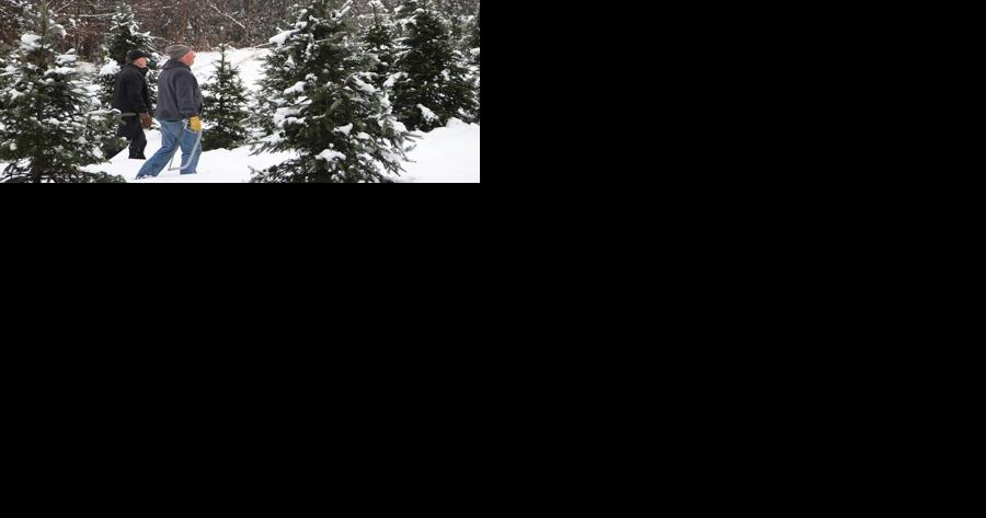 Governor Scott's Annual Tree Cutting Celebrates Vermont's Christmas Tree Industry | Local News - Vimarsana News