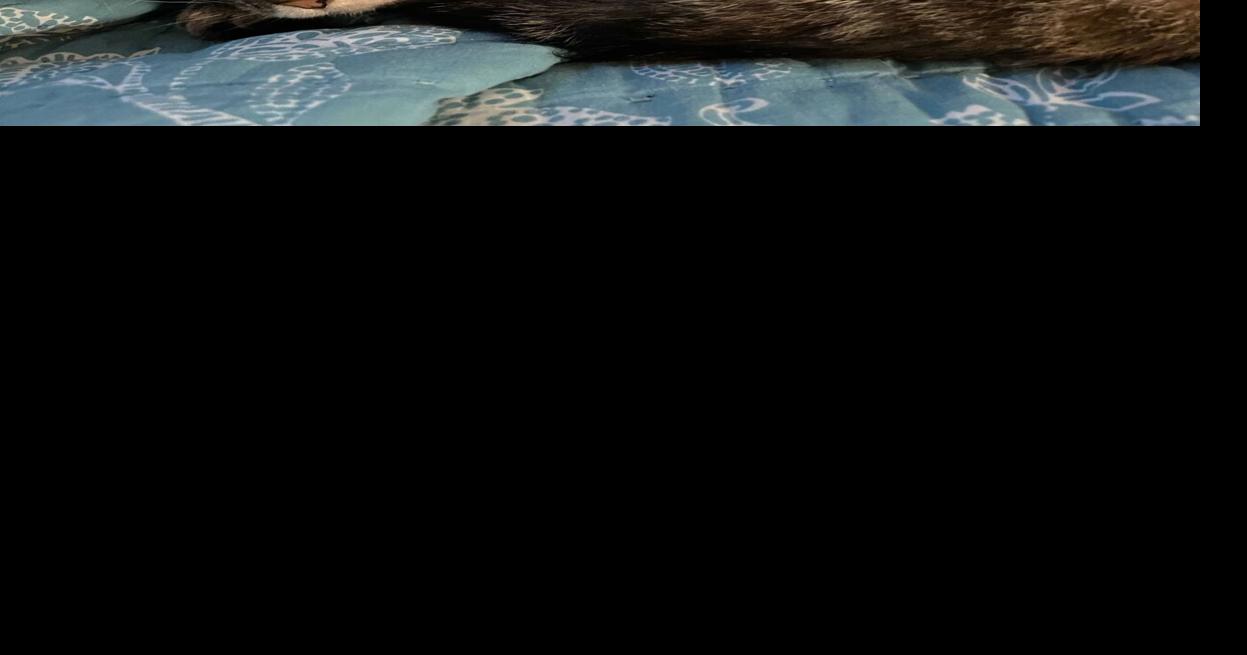 Missing Cat Found After Three Weeks Away By New Neighbor | Local News ...