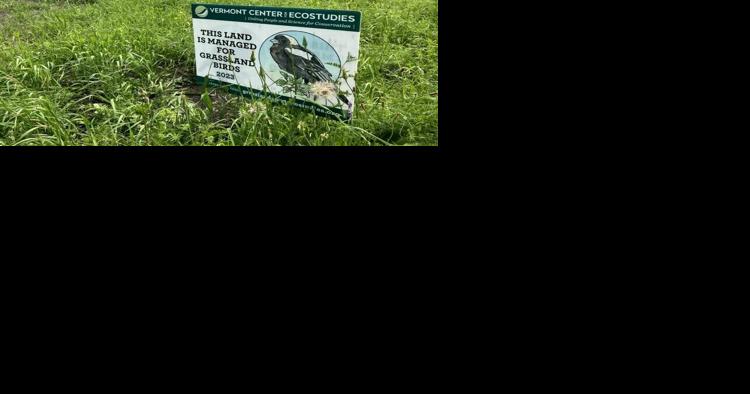 The Bobolink Project: Grassland Bird Habitat Efforts Span Region - Vimarsana News