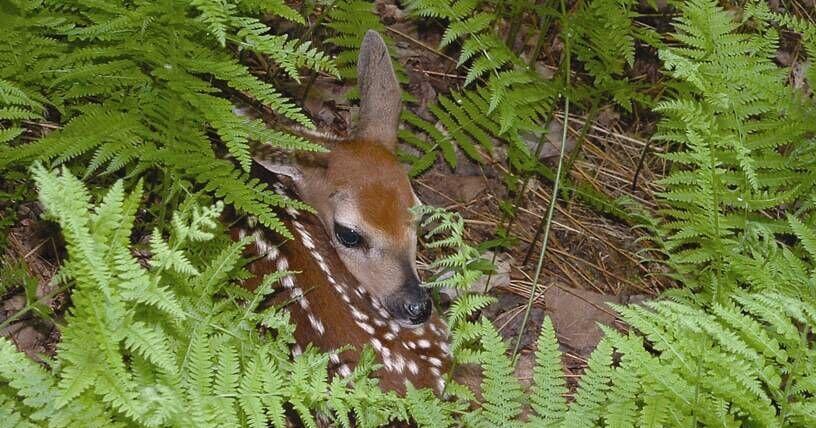 Thoughts On The Out-Of-Doors: Leave Fawns Alone
