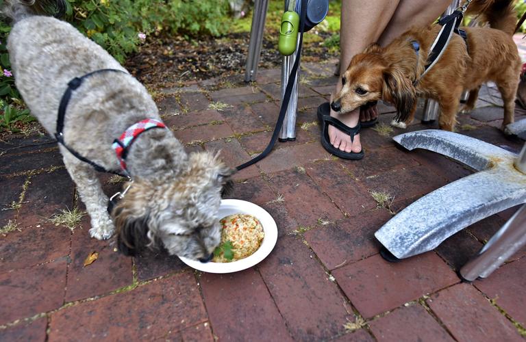 Bone appetit: Pup-friendly bistro in Cannon Beach