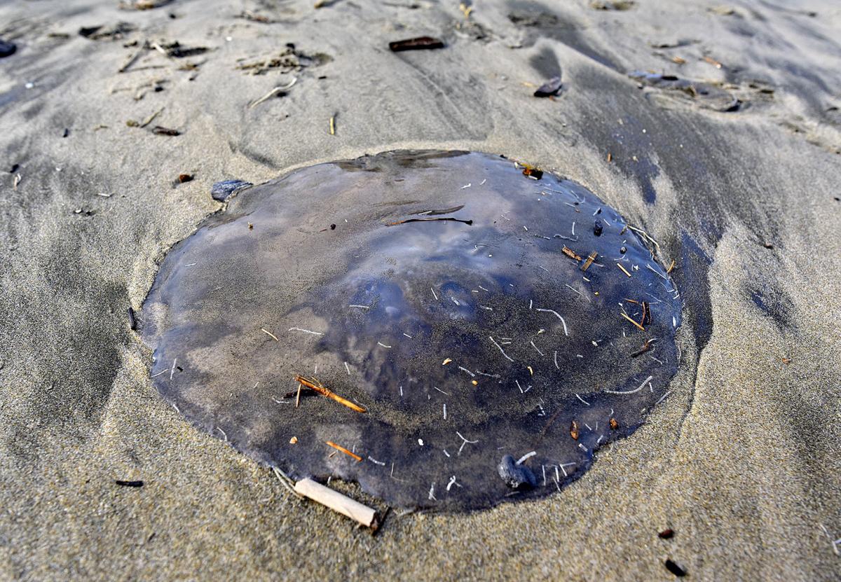 Jellyfish show up by the hundreds on the North Coast