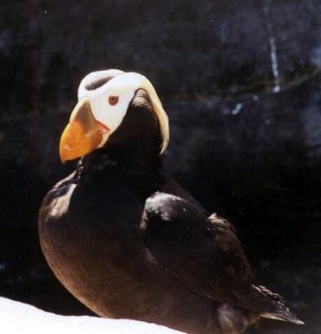 Tufted puffin  Oregon Department of Fish & Wildlife