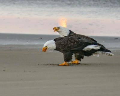 Where eagles dare