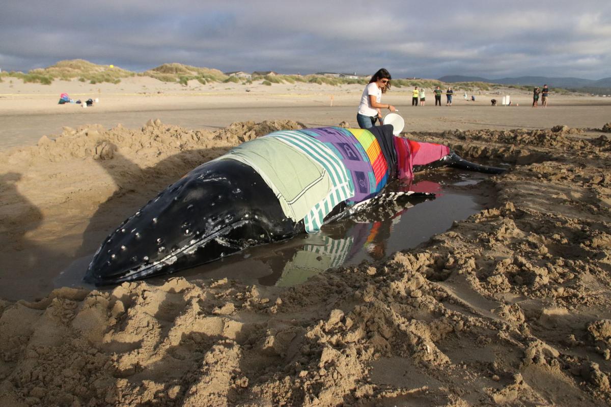Update Stranded Juvenile Whale To Be Euthanized News