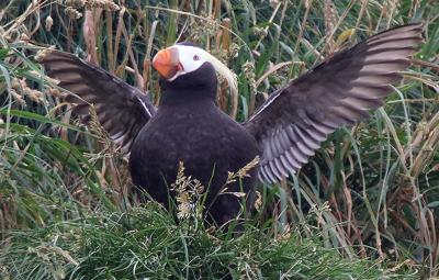 The Puffins Of Haystack Rock News Cannonbeachgazette The Puffins Of Haystack Rock News