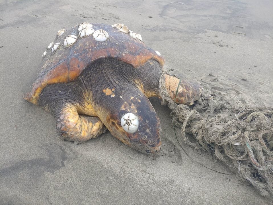 Sea turtle washes ashore at Sunset Beach | News | cannonbeachgazette.com