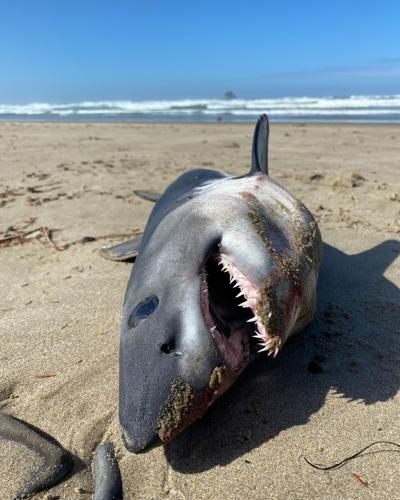 Mysterious shark washes up on Salmon River beach near Riggins