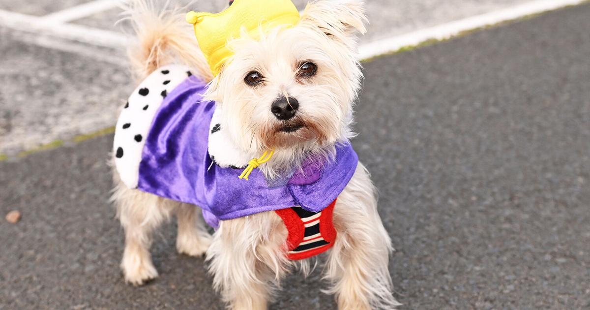 Happy Howl-O-Ween Pet Costume Contest | Community
