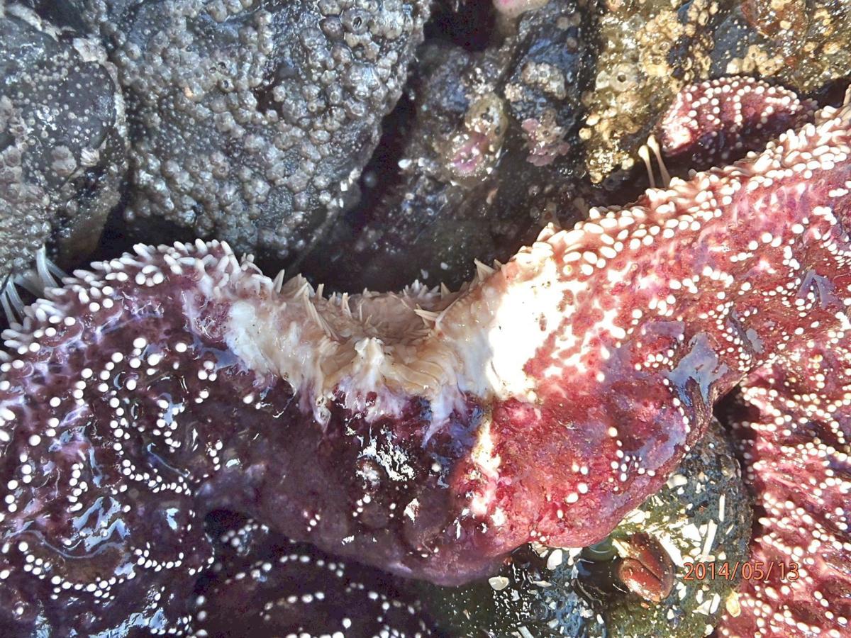 Starfish Battered By Wasting Disease But Recovering News