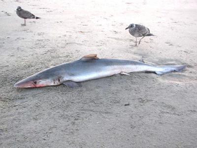 Shark washes ashore in Cannon Beach