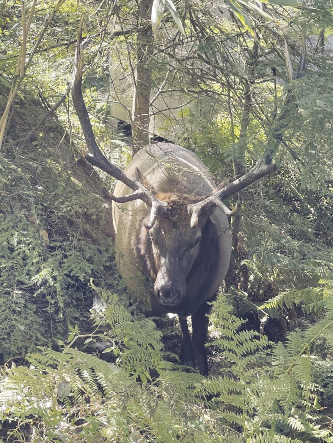 Eli The Bull Elk Was Put Down Tuesday By ODFW In Cannon Beach News 6334872902eb1.image