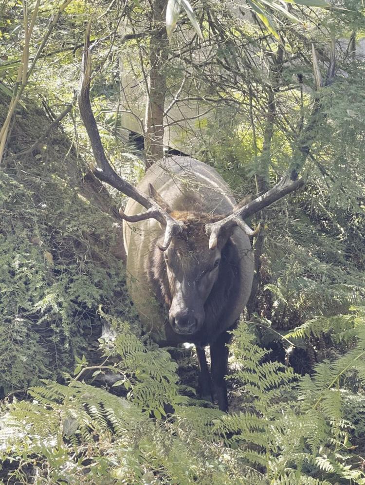 Eli the Bull Elk was put down Tuesday by ODFW in Cannon Beach News