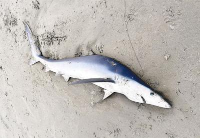Blue shark discovered washed ashore | News | cannonbeachgazette.com