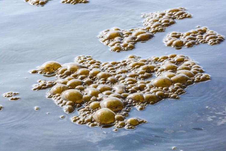 What's the funky brown sea foam washing up along the O.C. coast? – Orange  County Register