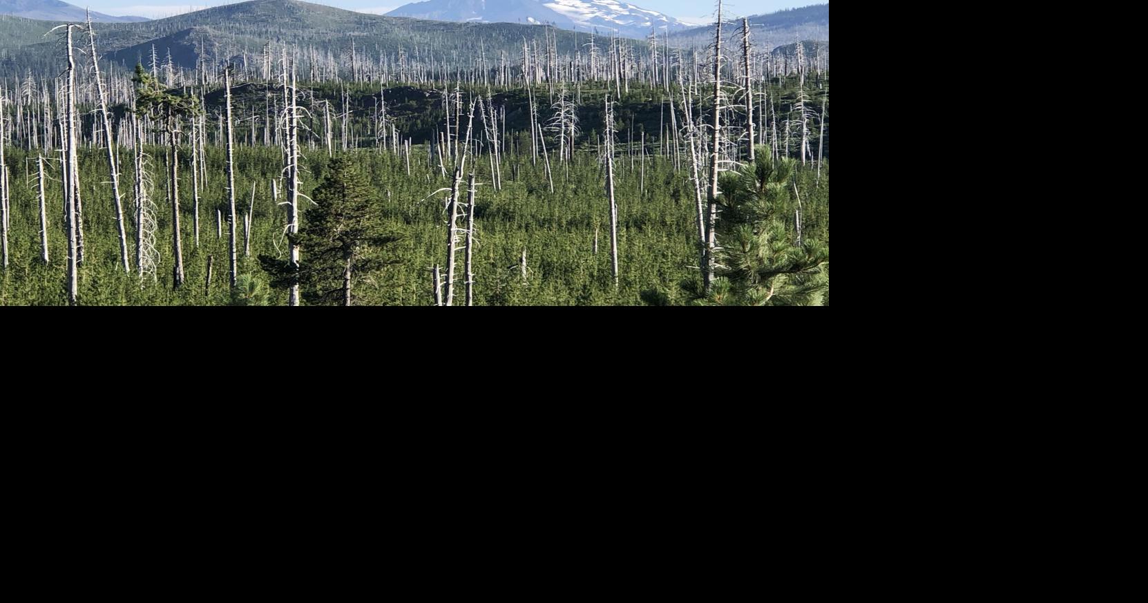 The future of northwest forests in a changing climate