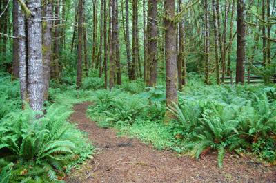 Clatsop State Forest Delivers 22 7m For County Local Services News Cannonbeachgazette Com