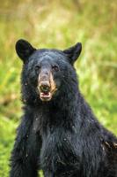 Coastwide late berry crop leads to problem bears