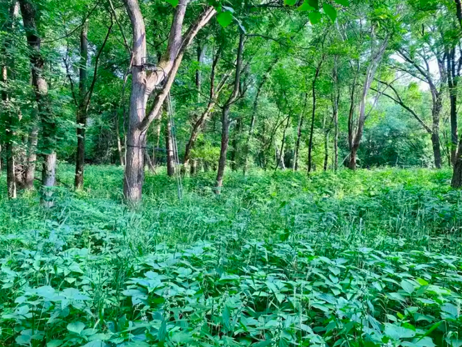 PHOTOS Home on Little Cannon River for sale in Cannon Falls Local