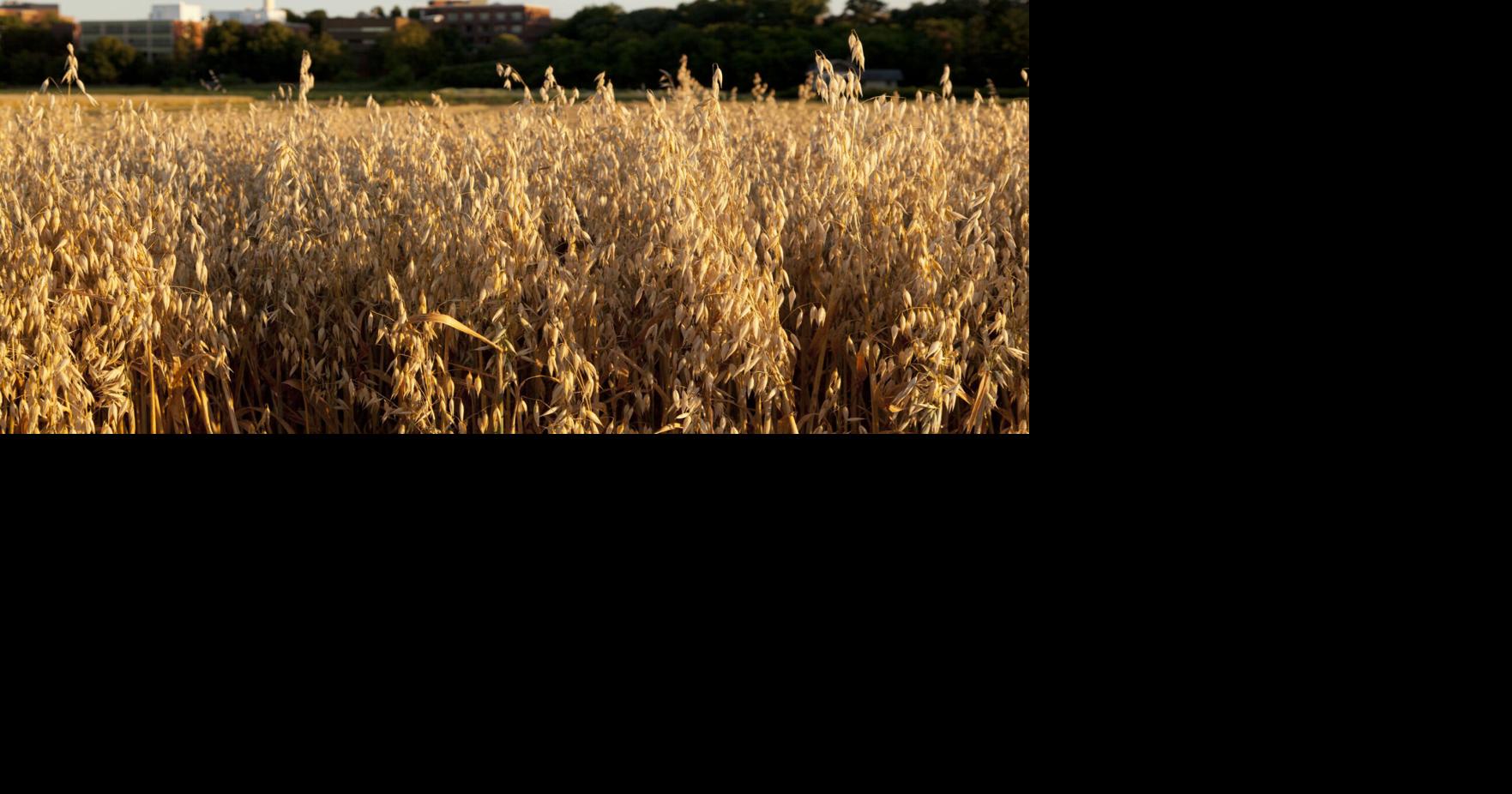 Opportunity knocks for oats in Minnesota